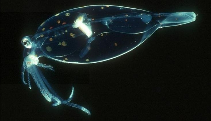  2. Có hơn 60 loài mực kính khác nhau. Họ mực kính bao gồm hơn 60 loài với kích thước, hình dạng và đặc điểm khác nhau, phân bố chủ yếu ở vùng biển sâu trên toàn cầu. Ảnh: Pinterest.