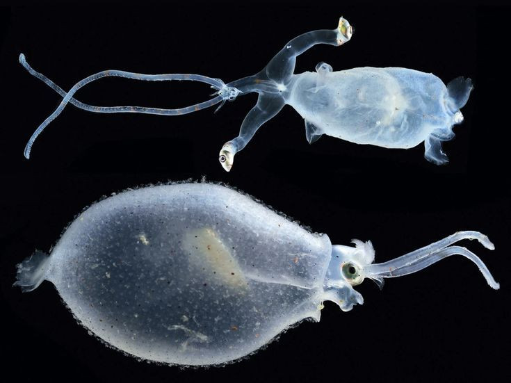  4. Có thể phát sáng trong bóng tối. Nhiều loài mực kính có cơ quan phát quang sinh học, giúp chúng phát sáng để ngụy trang hoặc giao tiếp với đồng loại trong môi trường biển sâu tối tăm. Ảnh: Pinterest.