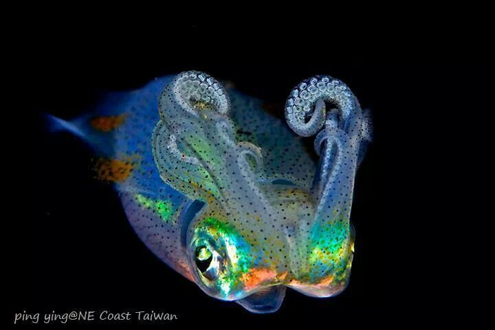  8. Chúng có vòng đời ngắn. Như hầu hết các loài mực khác, vòng đời của mực kính thường chỉ kéo dài khoảng một đến hai năm. Chúng sinh sản một lần trong đời rồi chết, để lại thế hệ mới tiếp tục chu kỳ sinh tồn. Ảnh: Pinterest.