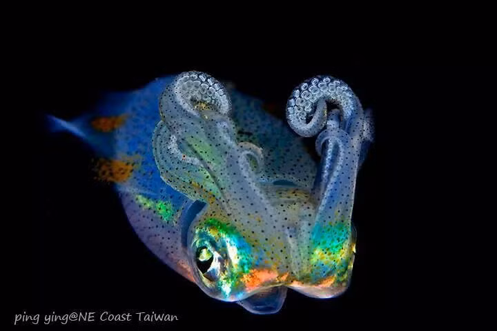  8. Chúng có vòng đời ngắn. Như hầu hết các loài mực khác, vòng đời của mực kính thường chỉ kéo dài khoảng một đến hai năm. Chúng sinh sản một lần trong đời rồi chết, để lại thế hệ mới tiếp tục chu kỳ sinh tồn. Ảnh: Pinterest.