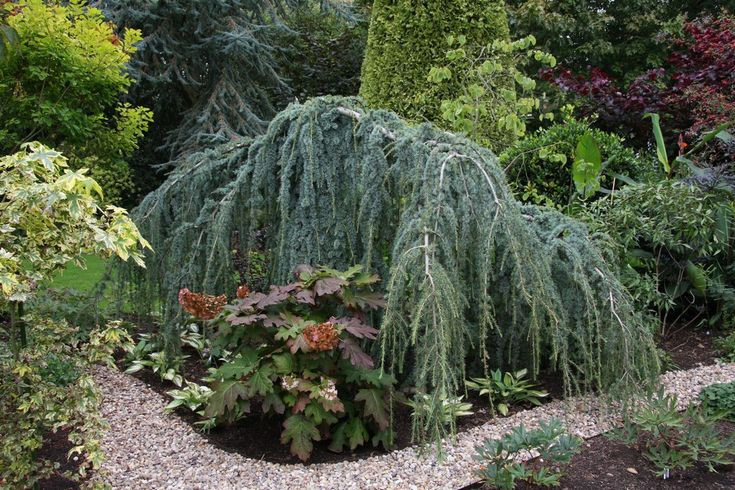  7. Mang ý nghĩa phong thủy tốt. Trong phong thủy, cây tuyết tùng tượng trưng cho sự trường thọ, vững vàng và bình yên, nên thường được trồng trong sân vườn để thu hút năng lượng tích cực. Ảnh: Pinterest.