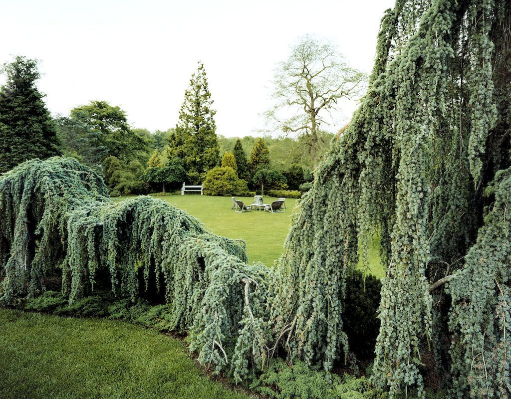  6. Có thể cao tới 4-5 mét. Mặc dù có dáng rủ xuống nhưng nếu được chăm sóc tốt và có điểm tựa, cây có thể phát triển chiều cao lên đến 4-5 mét, tạo nên cảnh quan ấn tượng. Ảnh: Pinterest.