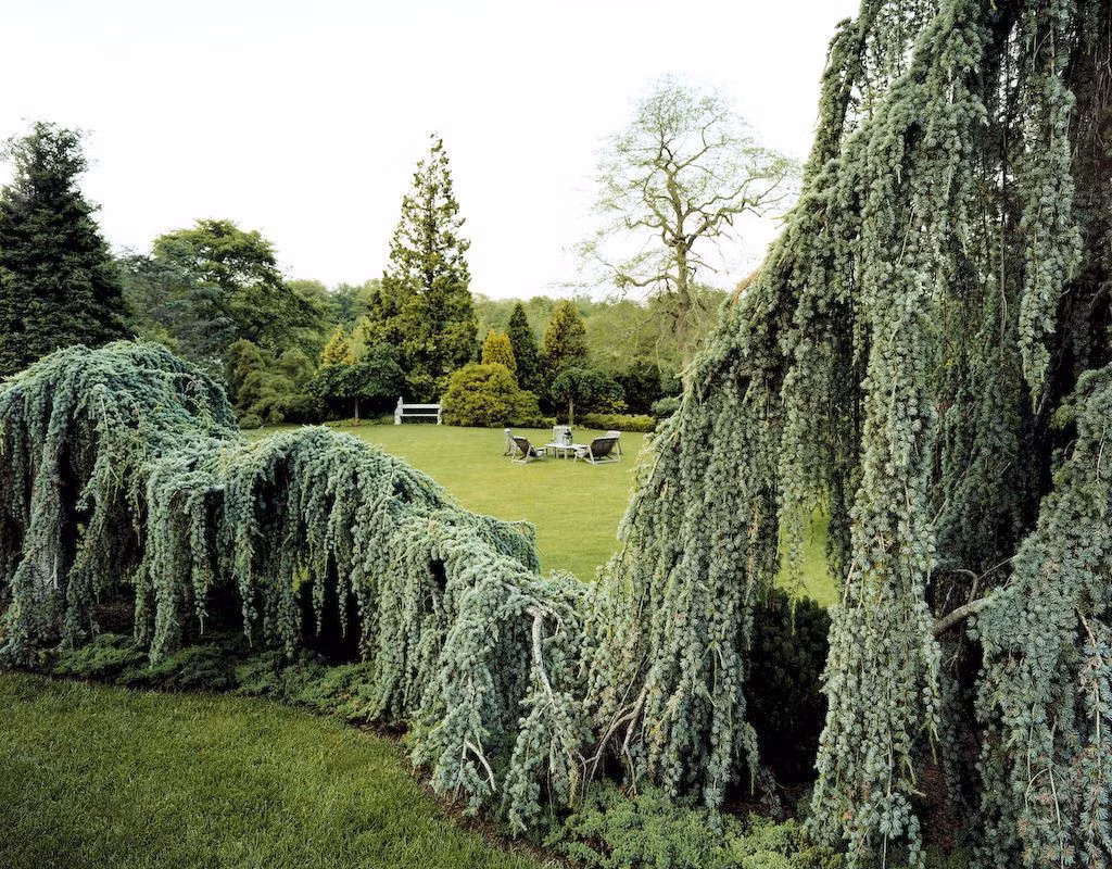  6. Có thể cao tới 4-5 mét. Mặc dù có dáng rủ xuống nhưng nếu được chăm sóc tốt và có điểm tựa, cây có thể phát triển chiều cao lên đến 4-5 mét, tạo nên cảnh quan ấn tượng. Ảnh: Pinterest.