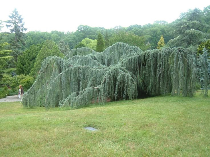  3. Lá có màu xanh khác biệt. Lá của cây tuyết tùng thần bí mang xanh bạc, giúp cây nổi bật trong các khu vườn, đặc biệt là khi trồng cạnh những cây có màu lá xanh thông thường. Ảnh: Pinterest.