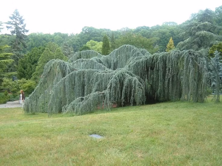  3. Lá có màu xanh khác biệt. Lá của cây tuyết tùng thần bí mang xanh bạc, giúp cây nổi bật trong các khu vườn, đặc biệt là khi trồng cạnh những cây có màu lá xanh thông thường. Ảnh: Pinterest.