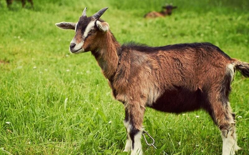 Con giáp Mùi: Dê nhảy qua cổng rồng, từng bước tiến lên. Có một bài thơ cổ nói rằng: "Gió xuân thổi, vó ngựa phi, một ngày có thể thấy hết hoa Trường An". 