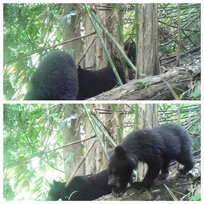Nhằm bảo tồn nguồn gene động, thực vật đặc trưng cho vùng núi, thời gian qua lực lượng chức năng đặt bẫy ảnh tại nhiều vị trí khác nhau tại Khu BTTN Pù Hu, ghi nhận hơn 30 loài động vật hoang dã có tên trong sách đỏ. Ảnh: Khu BTTN Pù Hu.