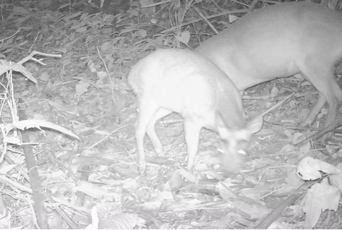 Hệ động vật không những phong phú về chủng loài mà một số loài còn tập trung với mật độ cao. Qua kết quả điều tra, ghi nhận được tổng số 915 loài động vật, trong đó hơn 30 loài động vật quý hiếm được ghi vào Sách đỏ Việt Nam và thế giới. Ảnh: Khu BTTN Pù Hu.