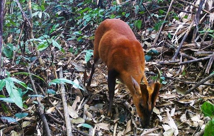 Hình ảnh ghi nhận từ bẫy ảnh cho thấy nhiều động vật hoang dã đi theo đàn như mèo rừng, gấu ngựa, hoẵng, lợn rừng… Đặc biệt, đã phát hiện mang hoẵng vó vàng và mang Lào đang sinh sống và kiếm ăn tại khu vực. Ảnh: Khu BTTN Pù Hu.