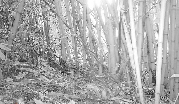 Qua điều tra, ghi nhận tại Khu BTTN Pù Hu có 1.725 loài thực vật, trong đó có 52 loài được ghi nhận trong Sách đỏ Việt Nam 2007. Theo tiêu chuẩn của IUCN, hệ thực vật Pù Hu có 93 loài được ghi nhận, có 16 loài nằm trong Nghị định 06/2019/NĐ-CP. Ảnh: Khu BTTN Pù Hu.