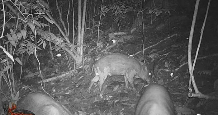 Ông Đỗ Ngọc Dương, Giám đốc Khu BTTN Pù Hu cho biết, kết quả ghi nhận, phát hiện nhiều động vật hoang dã như mèo rừng, mang thường, chồn bạc má, chồn họng vàng, gà rừng, gà mặt tiền, lợn rừng... Ảnh: Khu BTTN Pù Hu.