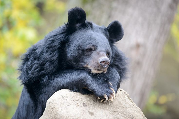 5. Chúng không ngủ đông hoàn toàn. Không giống như gấu nâu hay gấu đen Bắc Mỹ, gấu ngựa không ngủ đông hoàn toàn mà chỉ giảm hoạt động trong mùa lạnh, nhất là khi nguồn thức ăn trở nên khan hiếm. Ảnh: Pinterest.
