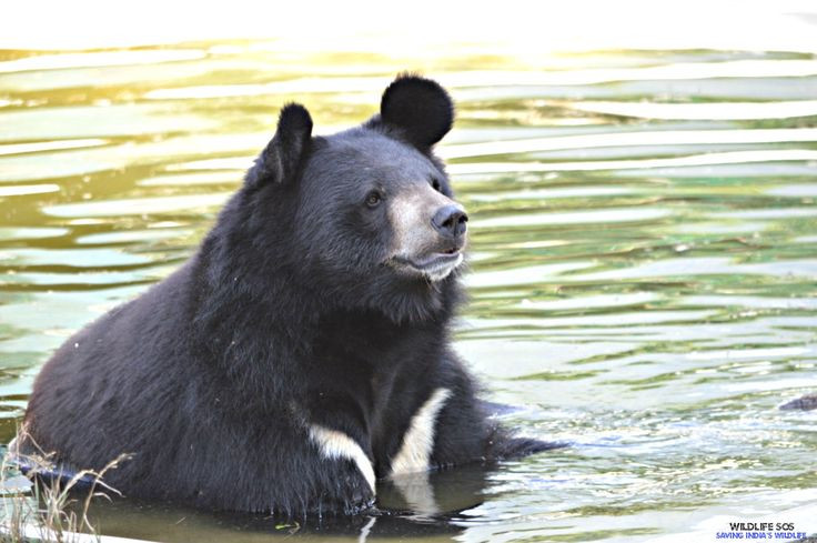  3. Chế độ ăn uống đa dạng. Gấu ngựa là loài ăn tạp, thực đơn của chúng bao gồm trái cây, mật ong, côn trùng, động vật nhỏ và thậm chí cả xác thối khi nguồn thức ăn khan hiếm. Ảnh: Pinterest.