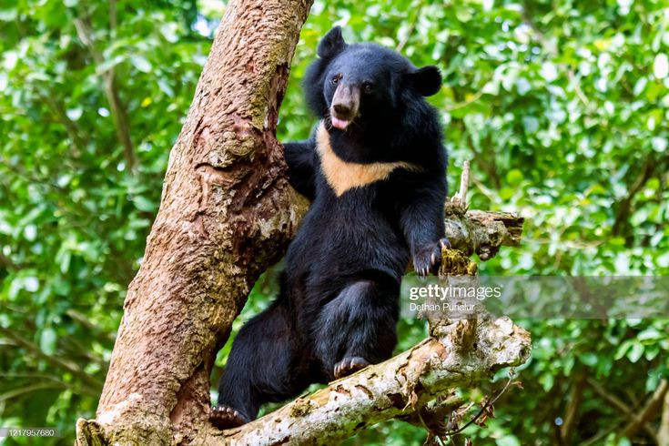  6. Sống đơn độc và rất bảo vệ lãnh thổ. Gấu ngựa thường sống một mình và rất ít khi tụ tập thành nhóm, ngoại trừ trong mùa sinh sản hoặc khi mẹ nuôi con non. Chúng có bản năng bảo vệ lãnh thổ cao và có thể trở nên hung dữ khi bị xâm phạm. Ảnh: Getty.