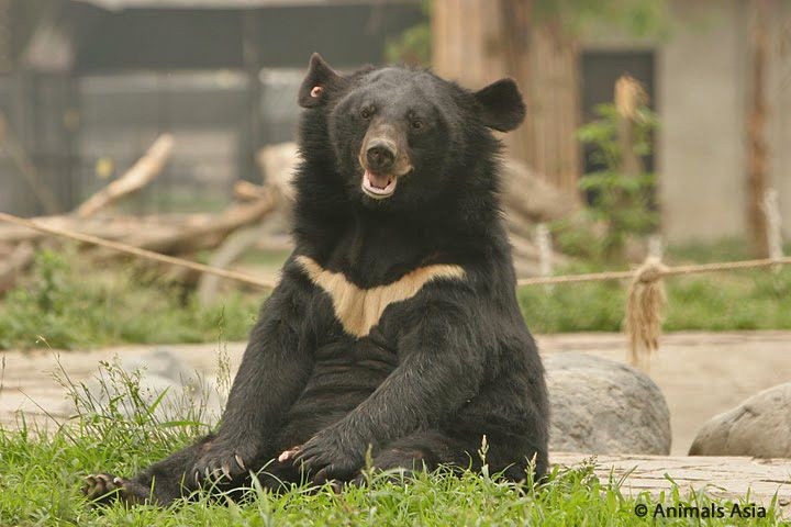  4. Có biệt danh là "gấu mặt trăng". Với hình dạng đặc biệt của mảng lông trắng trên ngực, gấu ngựa còn được gọi là "gấu mặt trăng" vì dấu hiệu này trông giống như một vầng trăng khuyết. Ảnh: Pinterest.