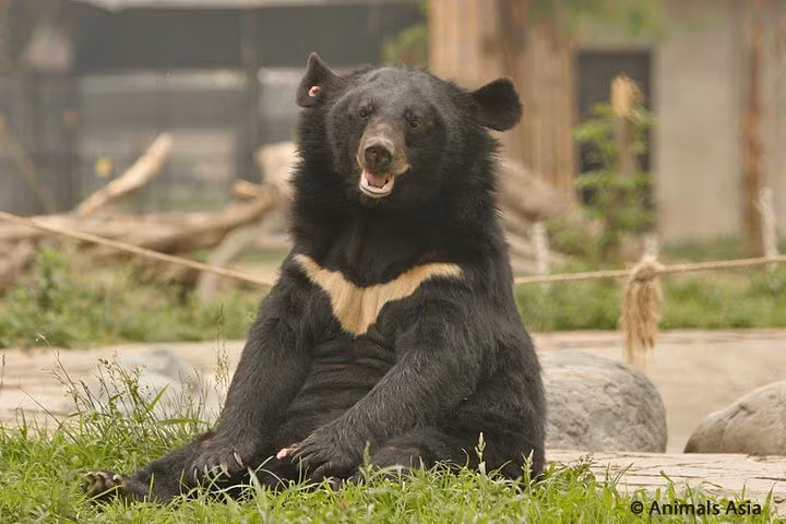  4. Có biệt danh là "gấu mặt trăng". Với hình dạng đặc biệt của mảng lông trắng trên ngực, gấu ngựa còn được gọi là "gấu mặt trăng" vì dấu hiệu này trông giống như một vầng trăng khuyết. Ảnh: Pinterest.