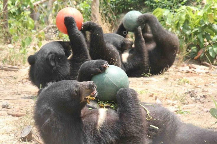  7. Gấu ngựa giao tiếp bằng nhiều cách. Loài gấu này sử dụng cả âm thanh, mùi hương và cử chỉ cơ thể để giao tiếp với đồng loại, đặc biệt là trong mùa sinh sản hoặc khi cảm thấy bị đe dọa. Ảnh: Pinterest.