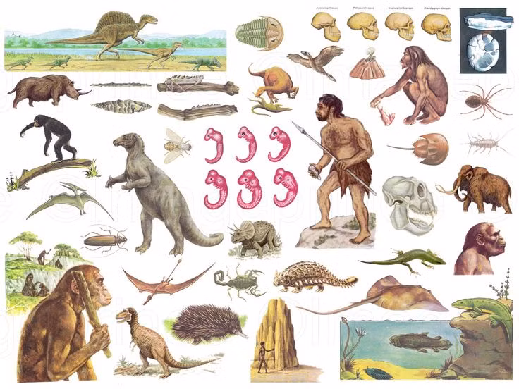  6. Có thể xảy ra ở bất kỳ loài sinh vật nào. Đột biến gene không chỉ xảy ra ở con người mà còn xuất hiện ở động vật, thực vật, vi khuẩn và thậm chí cả virus, góp phần tạo ra sự thích nghi và biến đổi của các loài. Ảnh: Pinterest.