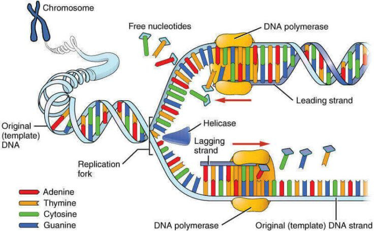 4. Có thể dẫn đến bệnh di truyền. Một số đột biến gene có thể gây ra các bệnh di truyền như bệnh xơ nang, loạn dưỡng cơ Duchenne hoặc bệnh hồng cầu hình liềm. Ảnh: Pinterest.