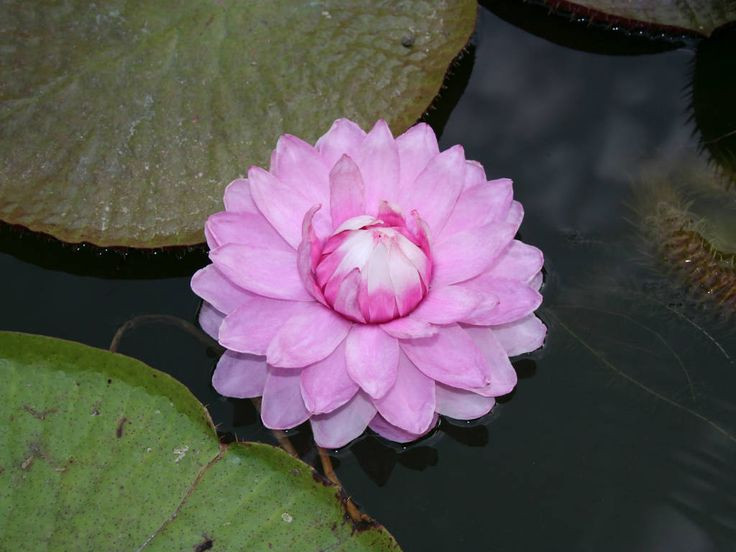  5. Đổi màu trong quá trình thụ phấn. Khi mới nở, hoa súng khổng lồ có màu trắng tinh khôi để thu hút bọ cánh cứng thụ phấn, sau đó chuyển sang màu hồng vào ngày thứ hai như một dấu hiệu kết thúc quá trình thụ phấn. Ảnh: Pinterest.