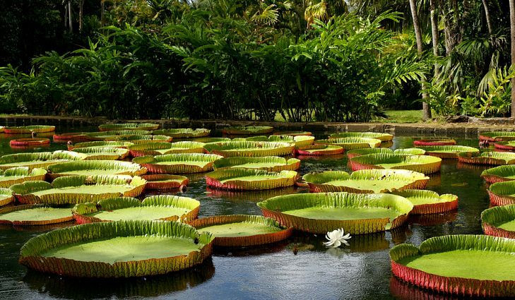  1. Có lá khổng lồ. Những chiếc lá của cây súng khổng lồ có thể đạt đường kính lên đến 3 mét, trở thành loài thực vật có lá nổi lớn nhất thế giới. Ảnh: Pinterest.