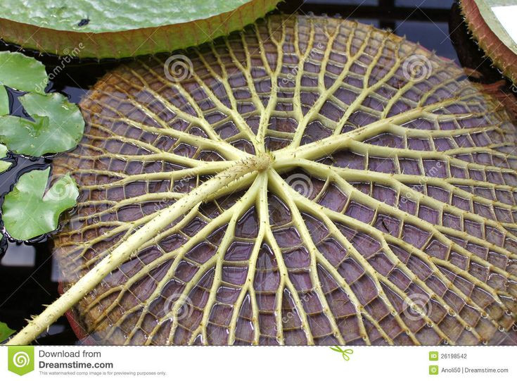  3. Mặt dưới lá có gai nhọn. Phần dưới của lá súng khổng lồ được bao phủ bởi hàng trăm gai nhọn giúp bảo vệ nó khỏi cá và các loài động vật ăn thực vật trong môi trường nước. Ảnh: Pinterest.