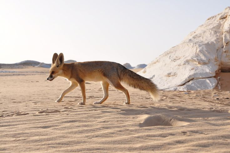  8. Một số loài động vật đặc biệt sống tại Sahara. Dù điều kiện sống khắc nghiệt, Sahara vẫn là nơi cư trú của nhiều loài động vật như cáo Fennec, rắn cát, tắc kè và linh dương Addax. Ảnh: Pinterest.