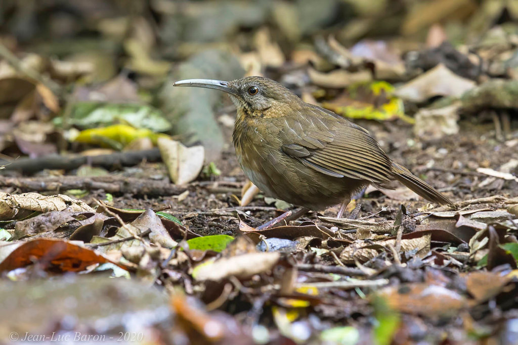  5. Khướu mỏ dài (Jabouilleia danjoui). Là loài chim đặc hữu của Việt Nam, khướu mỏ dài có thân hình nhỏ nhắn, bộ lông nâu xám và chiếc mỏ dài cong giúp chúng dễ dàng tìm kiếm côn trùng trong kẽ lá. Loài này thường sống ở các khu rừng ẩm ướt và rất nhạy cảm với sự thay đổi môi trường. Ảnh: Jean-Luc Baron / Flickr.