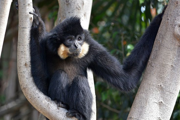  3. Vượn đen má trắng (Nomascus leucogenys). Loài linh trưởng đặc hữu của Việt Nam, vượn đen má trắng có bộ lông đen tuyền với hai mảng lông trắng ở má (chỉ có ở con đực). Chúng nổi bật với giọng hót vang vọng, dùng để đánh dấu lãnh thổ và giao tiếp với đồng loại. Loài này sống chủ yếu trên tán rừng và đang bị suy giảm số lượng nghiêm trọng. Ảnh: Pinterest.