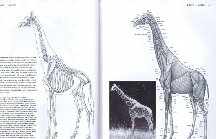  2. Cổ dài nhưng có số lượng đốt sống ngang bằng con người. Dù sở hữu chiếc cổ dài ấn tượng, hươu cao cổ chỉ có 7 đốt sống cổ – bằng với con người. Tuy nhiên, mỗi đốt sống của chúng có thể dài đến 25 cm. Ảnh: Pinterest.