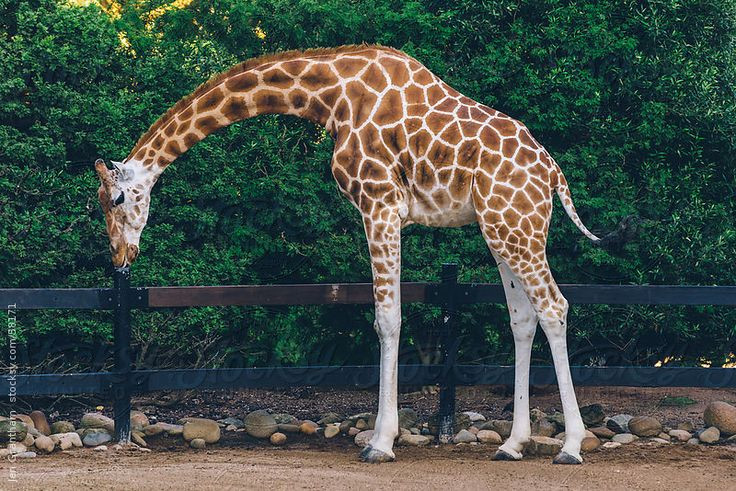  3. Tim của hươu cao cổ rất lớn và khỏe. Vì phải bơm máu lên một chiếc cổ dài, tim của hươu cao cổ nặng khoảng 11 kg và có thể tạo ra áp suất gấp đôi so với tim con người. Ảnh: Pinterest.