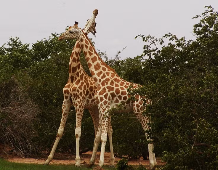  7. Hươu cao cổ có cách chiến đấu rất độc đáo. Trong các cuộc tranh giành lãnh thổ hoặc bạn đời, hươu cao cổ đực sử dụng cổ để quật vào đối thủ – một hình thức chiến đấu gọi là "necking". Ảnh: Pinterest.