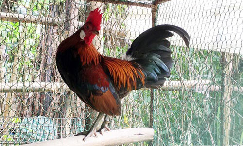 Đặc biệt, tháng 4 âm, tuổi Dậu được dự báo sẽ gặp may mắn lớn trong công việc. Bước ngoặt này có thể giúp họ không chỉ có thu nhập tăng cao đột biến mà danh tiếng cũng ngày càng được củng cố. 