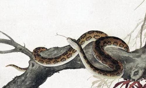  Tại nơi làm việc, họ giỏi sử dụng các chiến lược để giải quyết nhiều vấn đề phức tạp và giành được sự công nhận từ đồng nghiệp và lãnh đạo. Hơn nữa, các mối quan hệ cá nhân mà tuổi Tỵ tích lũy được trong cuộc sống hàng ngày cũng sẽ đóng vai trò trong ba tháng tới.