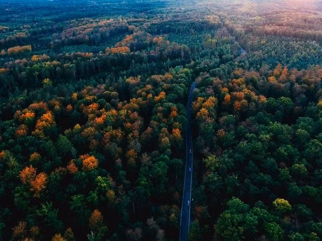  1. Tên gọi bắt nguồn từ vẻ ngoài rậm rạp. Rừng Đen có tên gọi như vậy vì tán cây dày đặc của nó khiến ánh sáng khó xuyên qua, tạo nên một không gian tối tăm, bí ẩn. Ảnh: Pinterest.