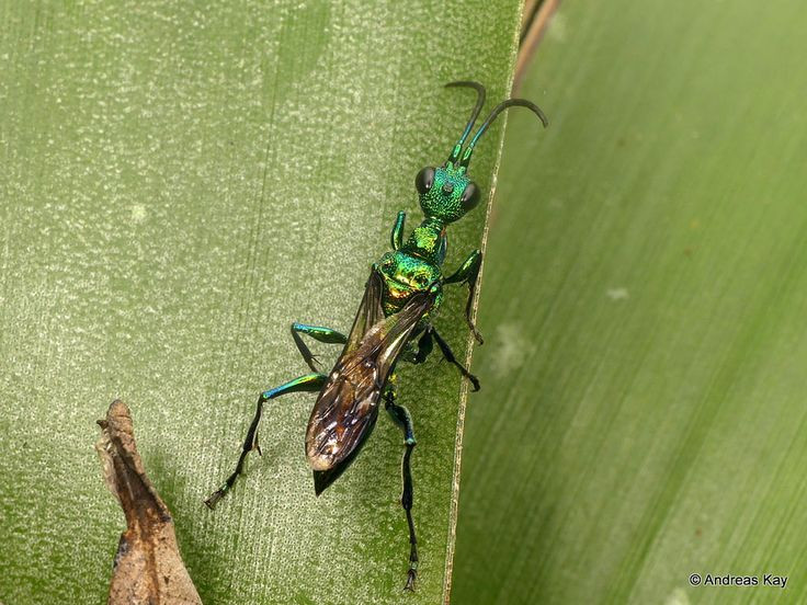  4. Ong bắp cày ngọc lục bảo biến gián thành "nô lệ". Ong cái tiêm nọc độc vào hệ thần kinh của gián, khiến nó mất khả năng tự vệ và bị dắt đi như một con rối. Sau đó, ong đẻ trứng vào cơ thể gián, ấu trùng ong sẽ ăn gián từ bên trong khi chúng phát triển. Ảnh: Pinterest.