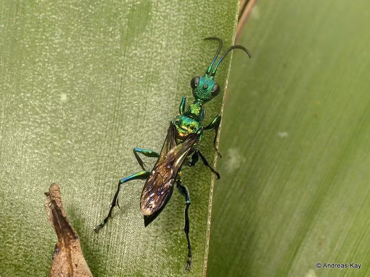  4. Ong bắp cày ngọc lục bảo biến gián thành "nô lệ". Ong cái tiêm nọc độc vào hệ thần kinh của gián, khiến nó mất khả năng tự vệ và bị dắt đi như một con rối. Sau đó, ong đẻ trứng vào cơ thể gián, ấu trùng ong sẽ ăn gián từ bên trong khi chúng phát triển. Ảnh: Pinterest.