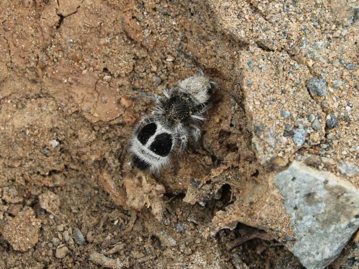  4. Vết đốt rất đau. Kiến Panda có thể gây ra vết đốt cực kỳ đau đớn, nằm trong danh sách "những vết đốt gây đau nhất" theo thang đo Schmidt. Vì lý do này, chúng còn có biệt danh "sát thủ bò sữa". Ảnh: Pinterest.