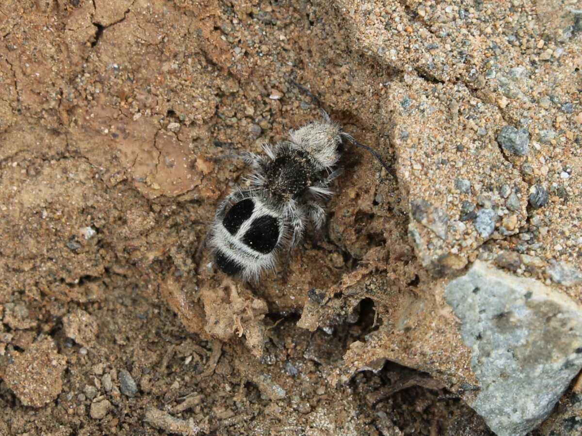  5. Sống đơn độc, không có tổ chức xã hội. Không giống như những loài kiến thực sự, kiến Panda là sinh vật sống đơn độc, không có tổ chức bầy đàn hay tổ cố định. Ảnh: Pinterest.