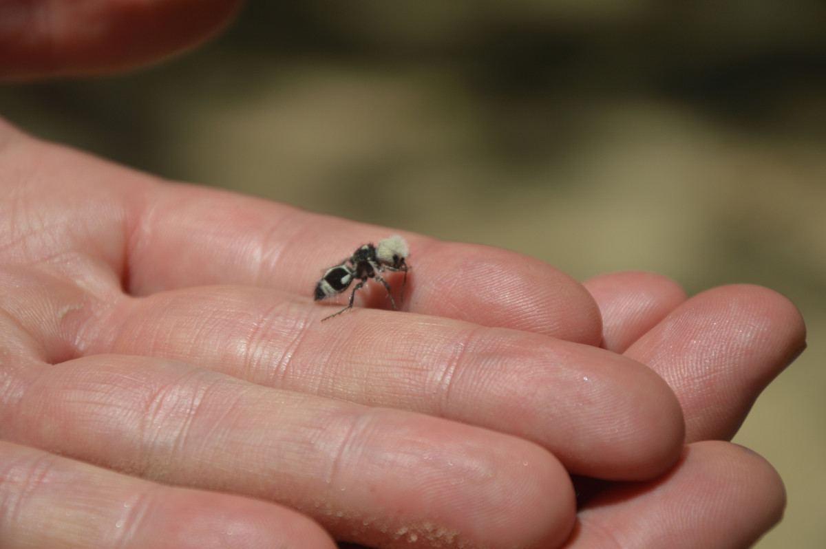  8. Chủ yếu sống ở Nam Mỹ. Loài kiến Panda được tìm thấy chủ yếu ở Chile và các khu vực lân cận ở Nam Mỹ, nơi có khí hậu khô cằn và địa hình bán sa mạc. Ảnh: inaturalis.