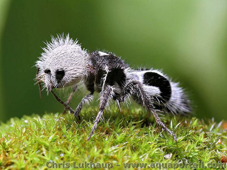  1. Không phải kiến thật sự. Dù có tên là “kiến”, nhưng kiến Panda thực chất là một loài ong ký sinh thuộc họ Mutillidae. Ảnh: Pinterest.