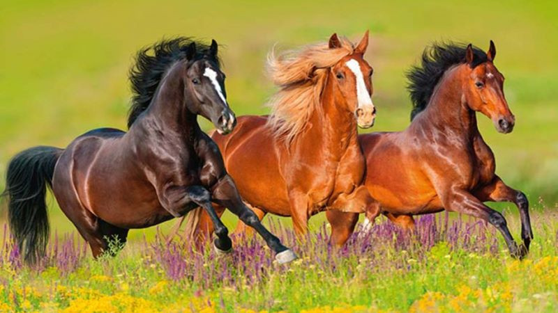 Mẹo để tăng vận may: Dần và Ngựa hòa hợp, hướng Đông Bắc là hướng tốt để tìm kiếm sự giúp đỡ và giải quyết xung đột.