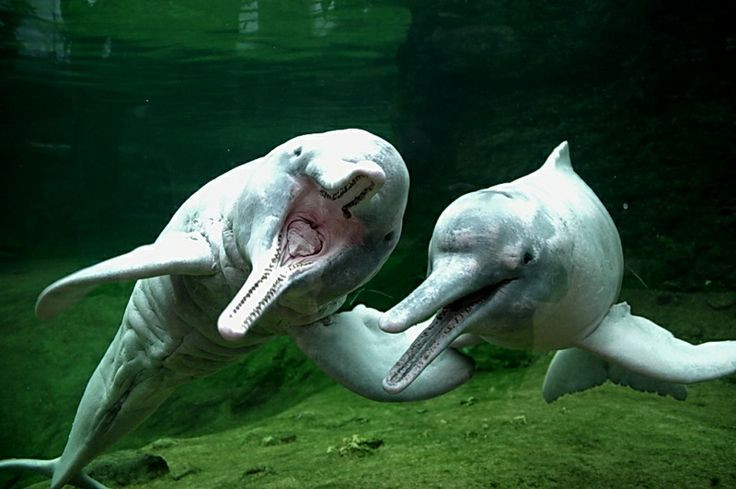  5. Có thể xoay đầu linh hoạt. Không giống như cá heo biển, cá heo sông Amazon có đốt sống cổ không hợp nhất, giúp chúng xoay đầu lên đến 180 độ. Điều này cho phép chúng dễ dàng di chuyển qua những khu vực chật hẹp trong rừng ngập nước. Ảnh: Pinterest.