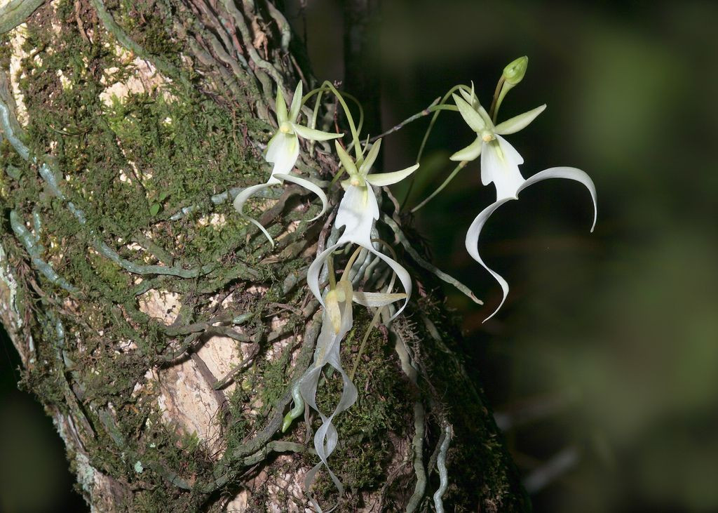  8. Đang đứng trước nguy cơ tuyệt chủng. Sự phá hủy môi trường sống, tình trạng săn trộm và biến đổi khí hậu đang đẩy phong lan ma vào nguy cơ tuyệt chủng. Nhiều nỗ lực bảo tồn đang được triển khai để giữ cho loài hoa độc đáo này không biến mất hoàn toàn. Ảnh: Pinterest.
