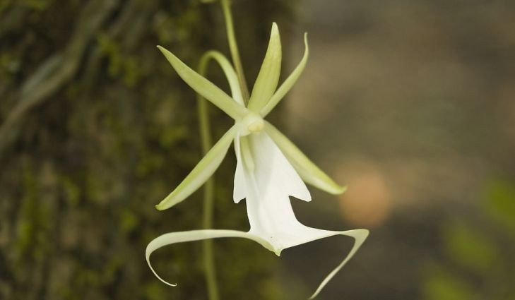  3. Chỉ nở hoa trong điều kiện đặc biệt. Phong lan ma chỉ nở hoa vào mùa hè, khi độ ẩm và nhiệt độ trong rừng đạt mức lý tưởng. Một cây có thể mất nhiều năm để ra hoa lần đầu tiên, khiến việc nhân giống và bảo tồn trở nên khó khăn. Ảnh: Pinterest.