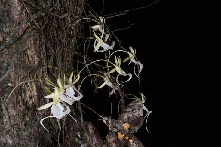  6. Loài lan này hiếm gặp và khó tìm. Phong lan ma sinh sống chủ yếu trong các khu rừng đầm lầy ở Florida (Mỹ), Cuba và một số khu vực khác ở Caribe. Do môi trường sống đặc biệt và số lượng ít, việc tìm thấy loài hoa này trong tự nhiên là điều vô cùng hiếm hoi. Ảnh: Pinterest.