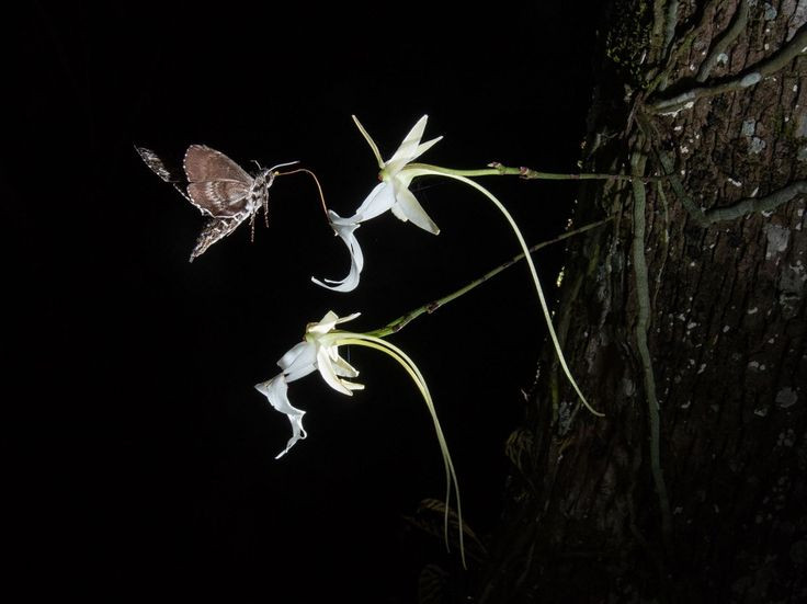  4. Rễ của cây có khả năng ngụy trang tuyệt vời. Rễ của phong lan ma có màu sắc tương đồng với thân cây chủ, giúp nó ẩn mình hoàn hảo trong môi trường sống. Điều này làm cho loài cây này càng trở nên khó phát hiện trong tự nhiên. Ảnh: Pinterest.