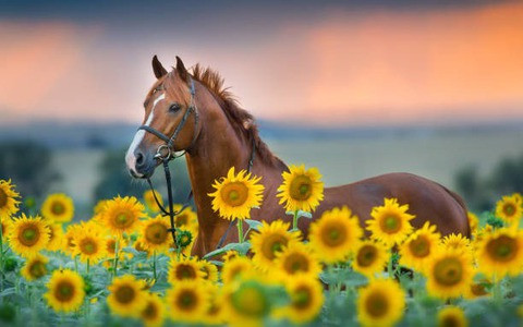 Tuổi Ngọ: Năng động bay xa, quý nhân đồng hành. Người tuổi Ngọ mang trong mình tinh thần tự do, phóng khoáng và khát vọng vươn xa, như chú ngựa phi nước đại không ngại chướng ngại. 