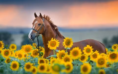 Tuổi Ngọ: Năng động bay xa, quý nhân đồng hành. Người tuổi Ngọ mang trong mình tinh thần tự do, phóng khoáng và khát vọng vươn xa, như chú ngựa phi nước đại không ngại chướng ngại. 