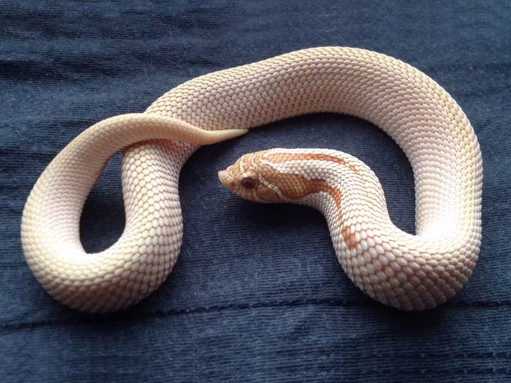  5. Không độc với con người. Dù có thể tiết ra chất độc nhẹ để làm tê liệt con mồi nhỏ như cóc hay thằn lằn, nhưng nọc của rắn mũi lợn không gây nguy hiểm cho con người. Ảnh: Pinterest.